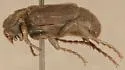 Valgus californicus - photo 2