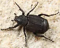 Valgus californicus - photo 3