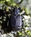 Valgus californicus - photo 4