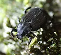 Valgus californicus - photo 5
