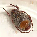 Valgus canaliculatus