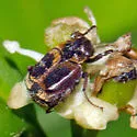 Valgus canaliculatus - photo 2