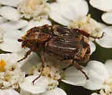 Valgus canaliculatus - photo 4