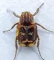 Valgus canaliculatus - photo 5