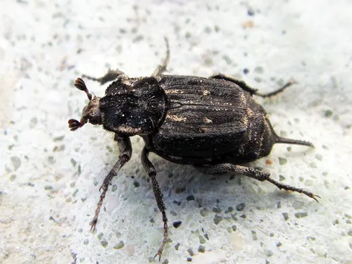 Valgus hemipterus