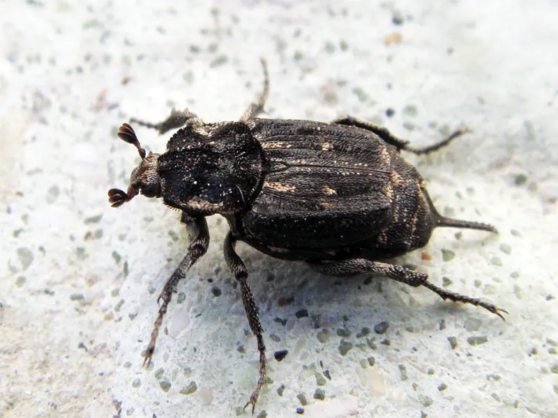 Valgus hemipterus - photo 2