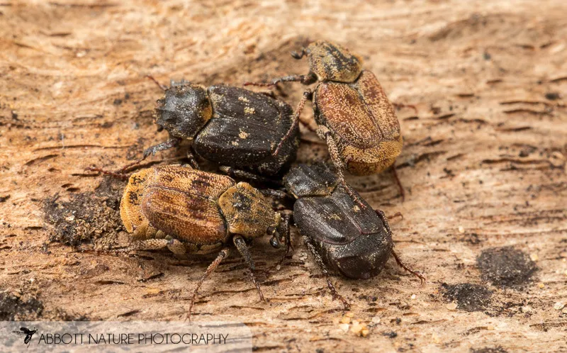 Valgus seticollis - photo 2