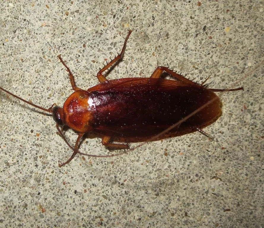 Brown Cockroach - photo 3