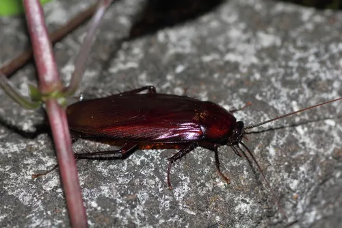 Smoky Brown Cockroach - photo 3