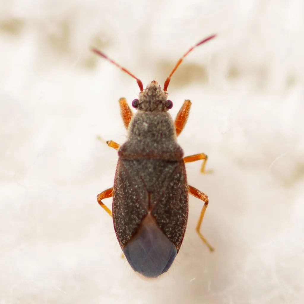 Valonetus puberulus - photo 2