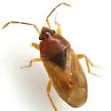 Valtissius diversus - photo 2