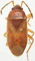 Valtissius diversus - photo 3