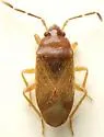 Valtissius diversus - photo 4