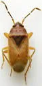 Valtissius diversus - photo 5