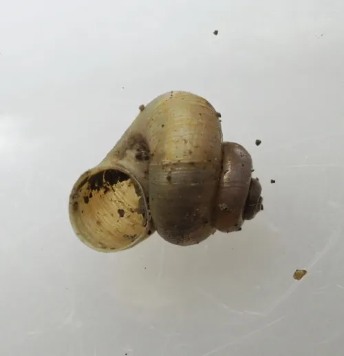 Valve Snail - Valvata piscinalis