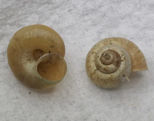 Valve Snail - photo 2