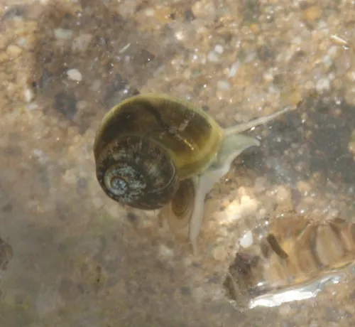 Valve Snail - photo 4