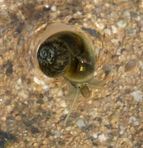 Valve Snail - photo 5