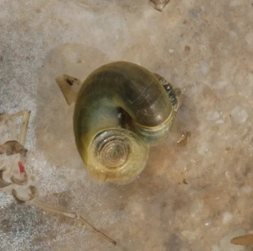 Valve Snail - photo 6