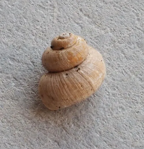 Valve Snail - photo 7