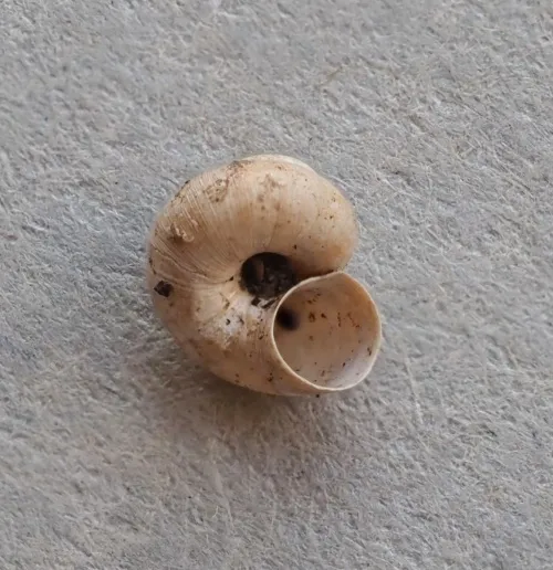 Valve Snail - photo 8