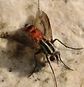 Vanderwulpia atrophopodoides