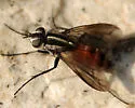 Vanderwulpia atrophopodoides - photo 2