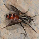 Vanderwulpia atrophopodoides - photo 4