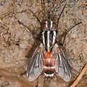 Vanderwulpia atrophopodoides - photo 5