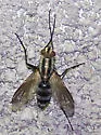 Vanderwulpia sequens