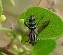 Vanderwulpia sequens - photo 2