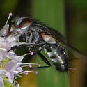 Vanderwulpia sequens - photo 3