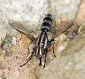 Vanderwulpia sequens - photo 4