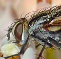 Vanderwulpia sequens - photo 5