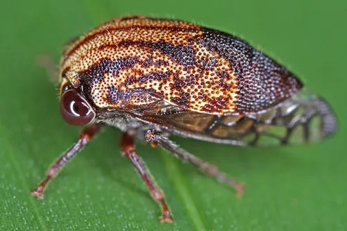 Vanduzea albifrons