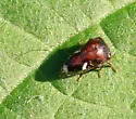 Black Locust Treehopper