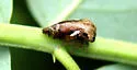Black Locust Treehopper - photo 2