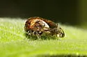 Black Locust Treehopper - photo 3