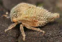 Black Locust Treehopper - photo 4
