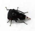 Black Locust Treehopper - photo 5