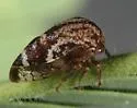 Vanduzea laeta