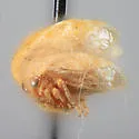 Vanduzea nolina