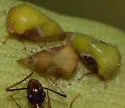 Vanduzea segmentata
