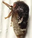 Vanduzea segmentata - photo 2