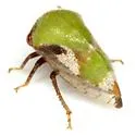 Vanduzea segmentata - photo 5