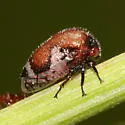 Three-spotted Treehopper
