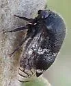 Three-spotted Treehopper - photo 2