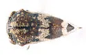 Three-spotted Treehopper - photo 3