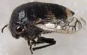 Three-spotted Treehopper - photo 5