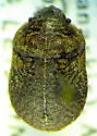Vanduzeeina borealis